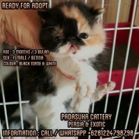 READY KITTEN PERSIAN EXOTIC NON PED