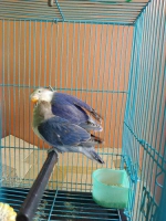 Burung Lovebird Vio Ddf Split PB Fix Jantan