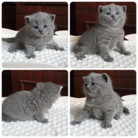 Kitten British Shorthair