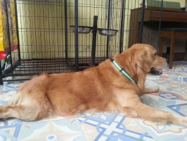Gratis Anjing Golden Retriever Jantan Usia 5 Tahun Karena akan pindah ke apartemen
