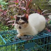 READY PERSIAN EXOTIC JANTAN DEWASA