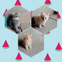 Persia kitten 2 bulan short hair