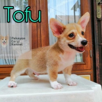 3 Male & 3 Female Corgi Puppies Stambum dan Vaksin