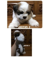 5 anjing shihtzu super cutee