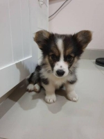 1 ekor Welsh Corgi Betina