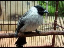 Burung kutilang jantan, jambul, gaxor, jinak