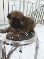 Minipom betina usia 1 bulan aktif dan gemuk