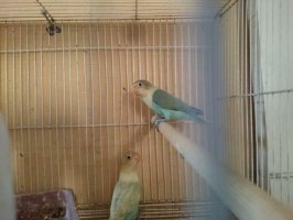 LOVEBIRD parblue 2 ekor 1 Juta paut sesuai yang ada di foto minat WA,Burung josss, jenis kelamin belum tau prediksi jantan dan batin