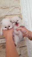 Anakan Pure Kucing Persia Himalaya, lucu2 warna putih