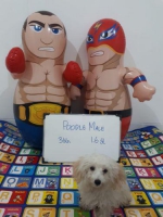 Toy poodle white jantan