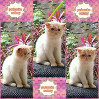 KITTEN PERSIA EXOTIC JANTAN