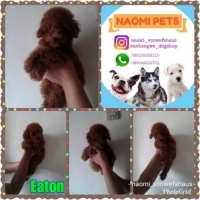 Red toy poodle jantan stambum vaksin good quality