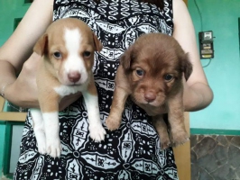 Anak Anjing Shitzu mix Minipincher ada Jantan & Betina