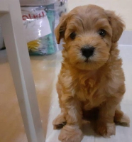 Puppy poodle lucu murah meriah