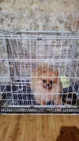 Anjing Pom Sertifikat Stambum Vaksin Jantan Umur 2 Tahun