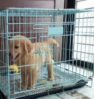 Anakan anjing Golden Retriever Turunan Champion