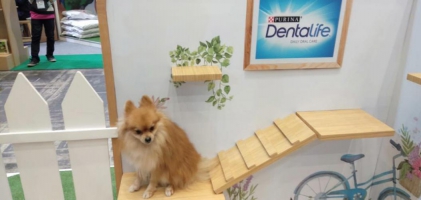 Anjing pomerian jantan 1thn stabom tato