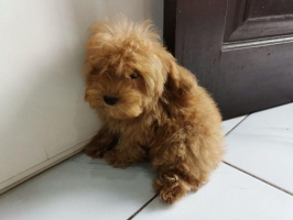 Toy poodle jantan Dan betina, Sehat Dan lincah, bulu tebal Dan keriting, stb Dan vak