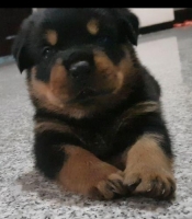 Anak Anjing Rottweiler