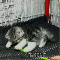Kitten Persian Exotic Pedigree