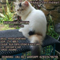 READY INDUKAN PERSIAN EXOTIC