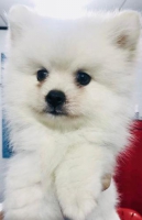 puppy minipom jantan white 3bulan stambum vaksin
