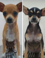 Sepasang anjing cihua2 sehat dan aktif