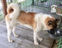 Male American Akita (Vaksin & Stambum)