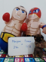 Minipom betina usia 2 bulan
