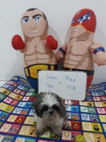 Puppie shitzhu jantan