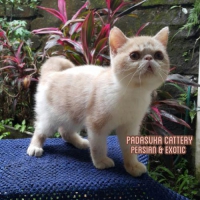 KITTEN PERSIA EXOTIC JANTAN
