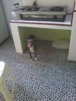 Anakan American Bully non stambum