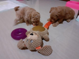 Anjing Mini dan Tiny Poodle Betina dan Jantan sangat lucu sekali