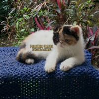 READY KITTEN PERSIAN EXOTIC PEDIGREE