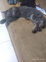 kitten mainecoon jantan 3 bulan