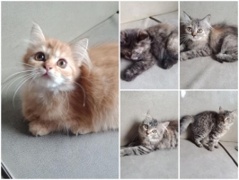 Persia kitten anakan (bisa beli satuan)