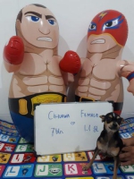 Sepasang cihuahua jantan dan betina