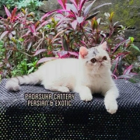 PERSIA EXOTIC BETINA JUNIOR