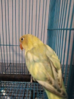 Burung Lovebird PB Pied Betina Dewasa