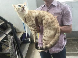 Bengal snow pejantan proven non ped , dari indhuk jantan ped mascot dari jlc exobreed bogor