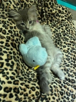 2 ekor persia medium, betina, no stambum. Cantik, sehat dan lincah