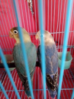 Burung Lovebird PB Tur x Vio Df Trah PB Jodohan