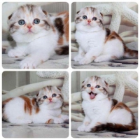 Kitten Scottish Fold