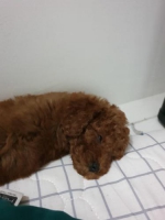 Anjing Puppy Super Red Toy Poodle