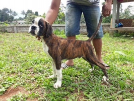 Anjing boxer good quality