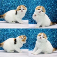 Kitten Scottish Fold Lucu