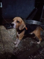 Anjing Beagle Lucu..