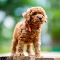 3 Male Red Toy Poodle