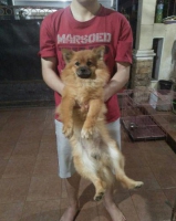 1 ekor anjing mini Pomeranian jantan stambum & vaksin