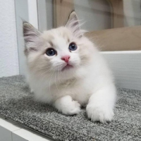 Kucing ragdoll sehat tanpa penyakit